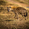 Serengeti NP, a bit worried Hyena